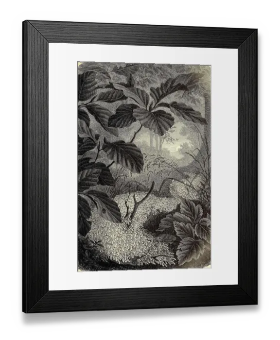 Framed Print : Insects, armyworm, larvae of the fungus gnat