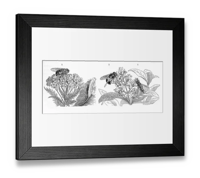 Framed Print : Insects, 1. dronefly (Eristalis tenax)