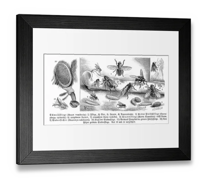 Framed Print : Insects, cynomya mortuorum (Musca vomitoria) Framed Print : Insects, cynomya mortuorum (Musca vomitoria)