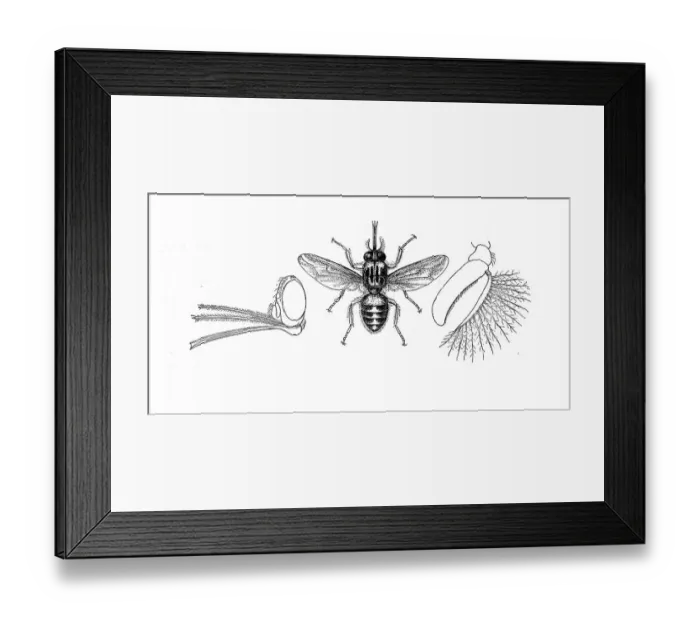 Framed Print : Insects, Tsetse fly, Glossina morsitans