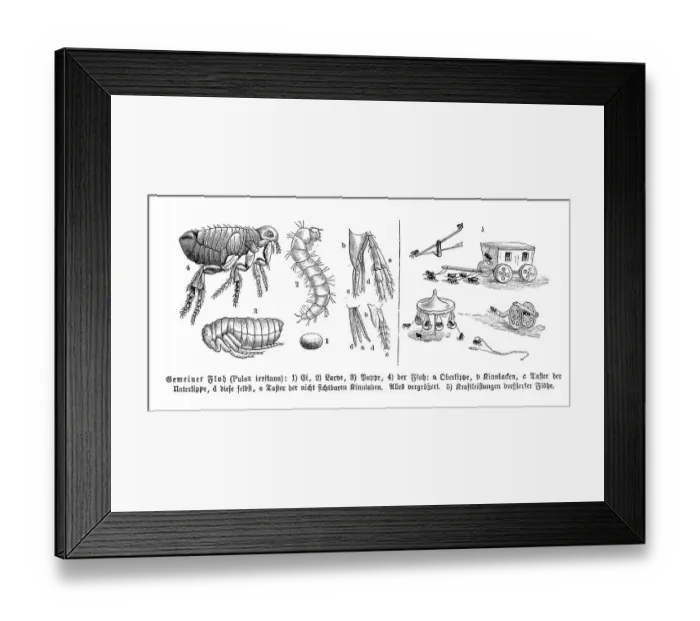 Framed Print : Insects, Human flea (Pulex irritans)