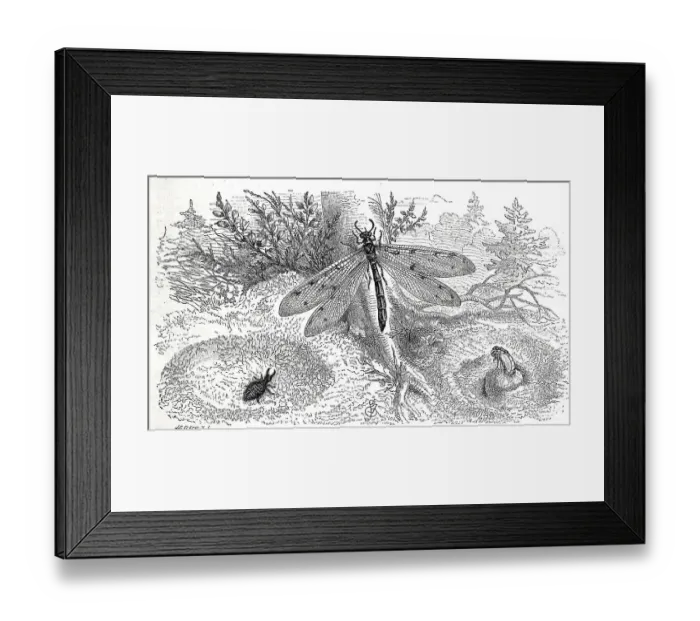 Framed Print : Insects, common ant lion, ant lions Framed Print : Insects, common ant lion, ant lions