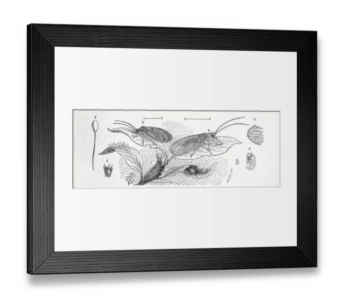 Framed Print : Insects, common green lacewing (Chrysoperla carnea) or green lacewing s