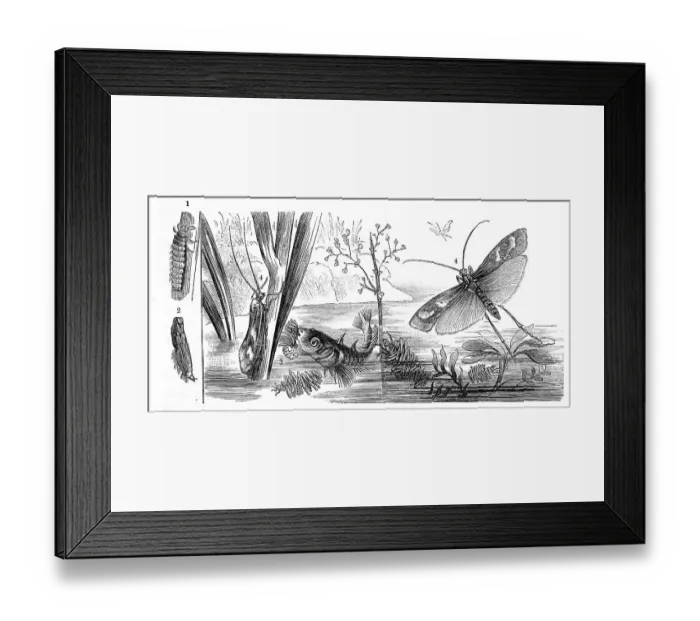 Framed Print : Insects, Diamond-spotted caddisfly
