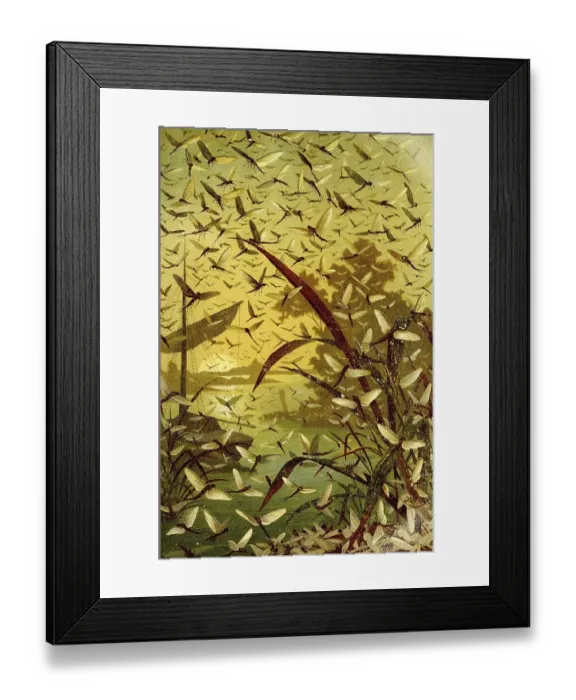 Framed Print : Insects, brown mayfly (Ephemera vulgata) or Brown Mayfly is a mayfly of the family Ephemeridae