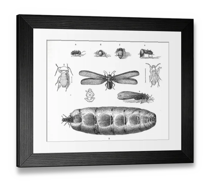Framed Print : Insects, 1. terrible termite, Termes dirus