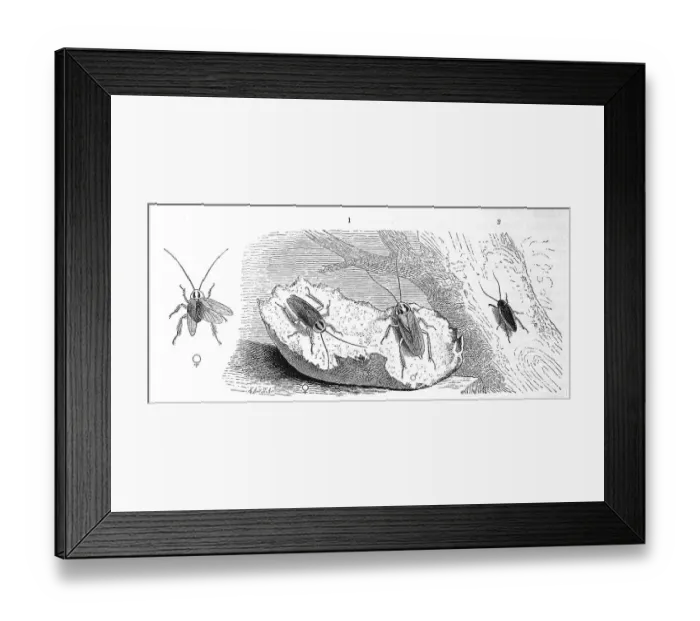 Framed Print : Insects, 1. German cockroach, Blatta germanica