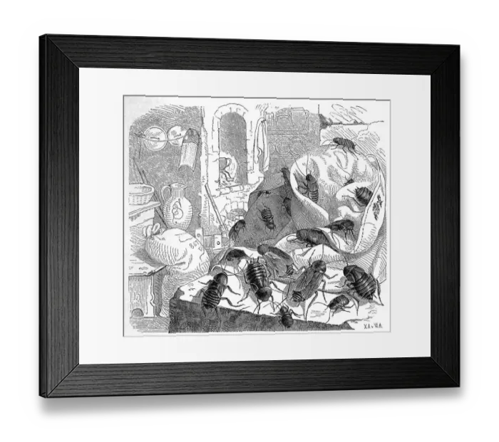 Framed Print : Insects, Common cockroach, eastern woolly lemur (orientalis) Framed Print : Insects, Common cockroach, eastern woolly lemur (orientalis)