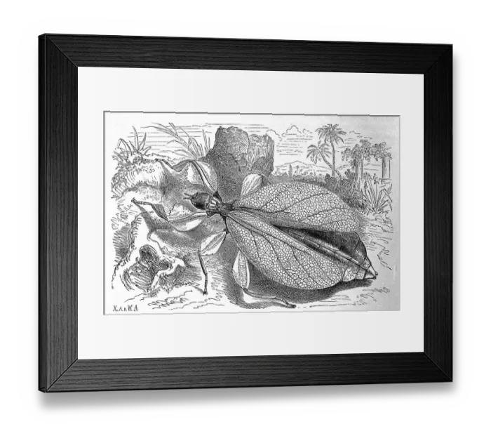 Framed Print : Insects, Walking leaf, Phyllium siccifolium