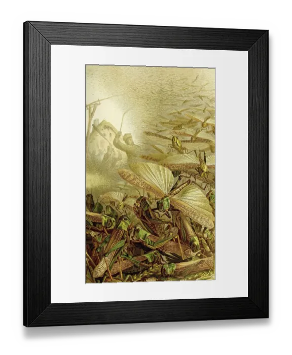 Framed Print : Insects, Swarm of the migratory locust (Locusta migratoria) Framed Print : Insects, Swarm of the migratory locust (Locusta migratoria)