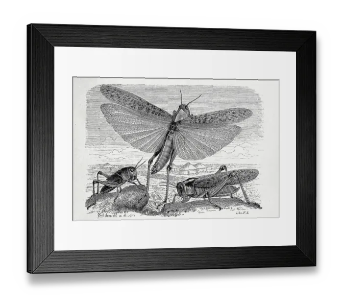 Framed Print : Insects, migratory locust (Locusta migratoria)