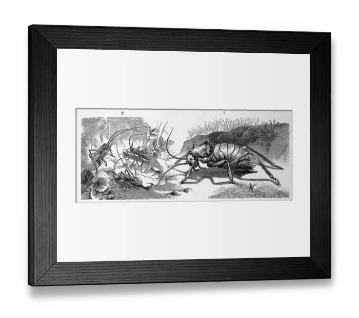 Framed Print : Insects, 1. spiny unicorn cricket Framed Print : Insects, 1. spiny unicorn cricket