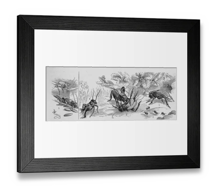 Framed Print : Insects, 1-4. field cricket (Gryllus campestris) Framed Print : Insects, 1-4. field cricket (Gryllus campestris)