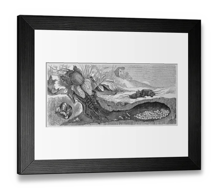 Framed Print : Insects, Mole cricket, Gryllotalpa vulgaris