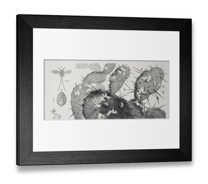 Framed Print : Insects, cochineal (Coccus cacti) Framed Print : Insects, cochineal (Coccus cacti)