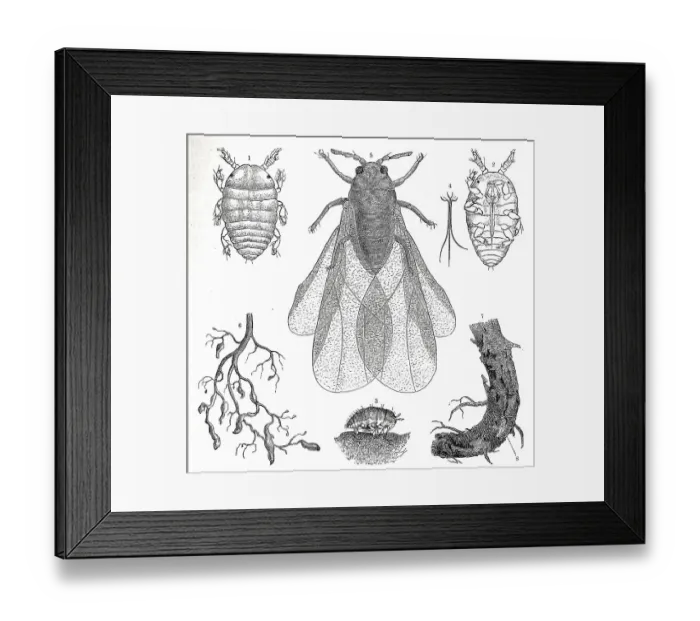 Framed Print : Insects, phylloxera (Daktulosphaira vitifoliae) Framed Print : Insects, phylloxera (Daktulosphaira vitifoliae)