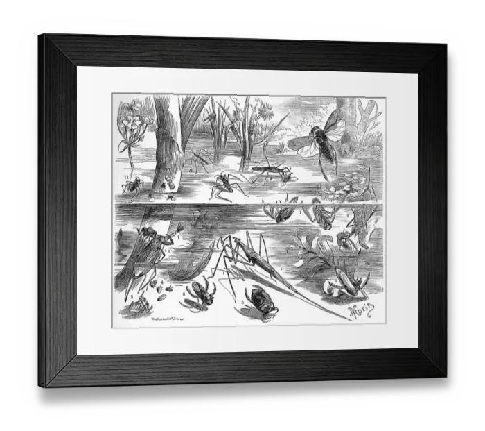 Framed Print : Insects, water bugs: 1. common water boatman (Notonecta glauca)