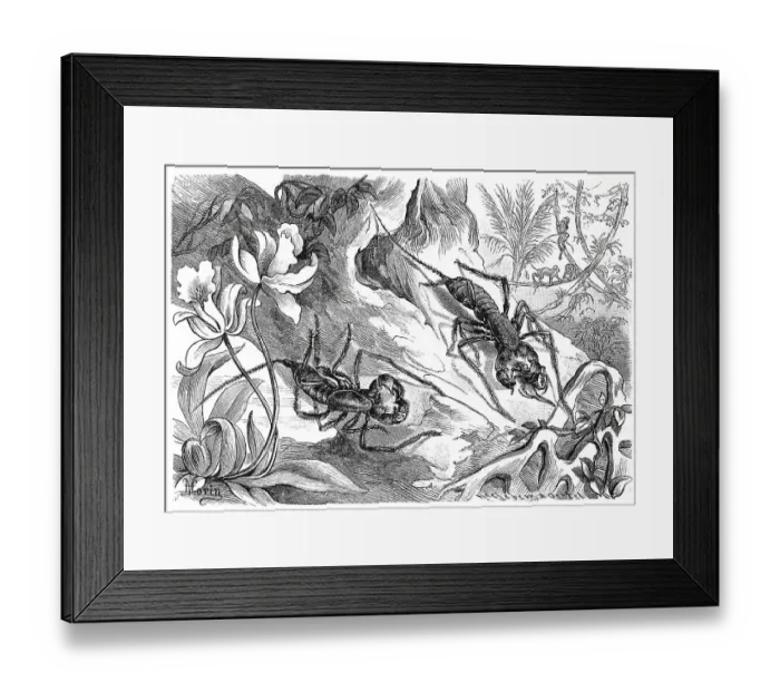 Framed Print : Insects, tailed thread scorpion