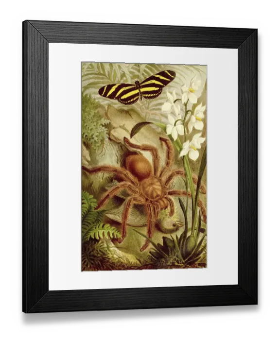Framed Print : Insects, Bird spider, mexican redknee tarantula (Brachypelma smithi) Red-kneed bird spider
