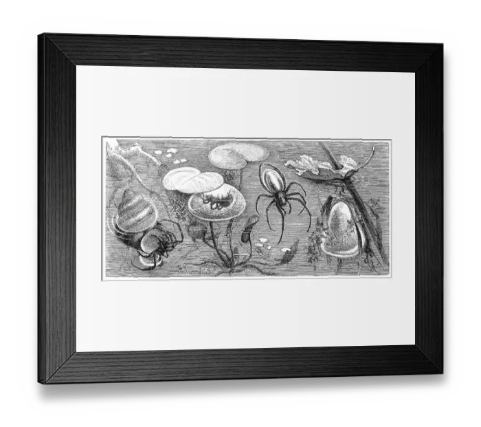 Framed Print : Insects, Common diving bell spider (Argyroneta aquatica) Framed Print : Insects, Common diving bell spider (Argyroneta aquatica)