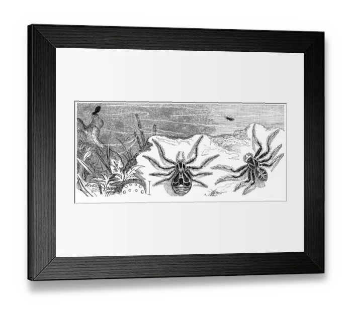 Framed Print : Insects, crab spider, Thoisus viaticus Framed Print : Insects, crab spider, Thoisus viaticus