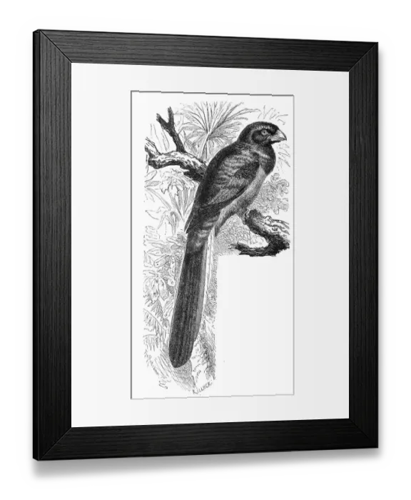 Framed Print : Bird, narina trogon (Apaloderma narina) is a species of African bird in the Trogon family