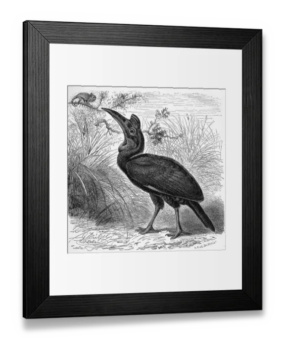 Framed Print : Bird, Horned raven, Tmetoceros abyssinicus