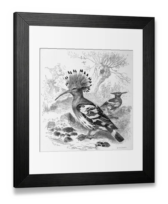 Framed Print : Bird, hoopoes (Upupa epops), Historical