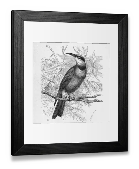 Framed Print : Bird, rainbow bee-eater (Merops ornatus) Framed Print : Bird, rainbow bee-eater (Merops ornatus)