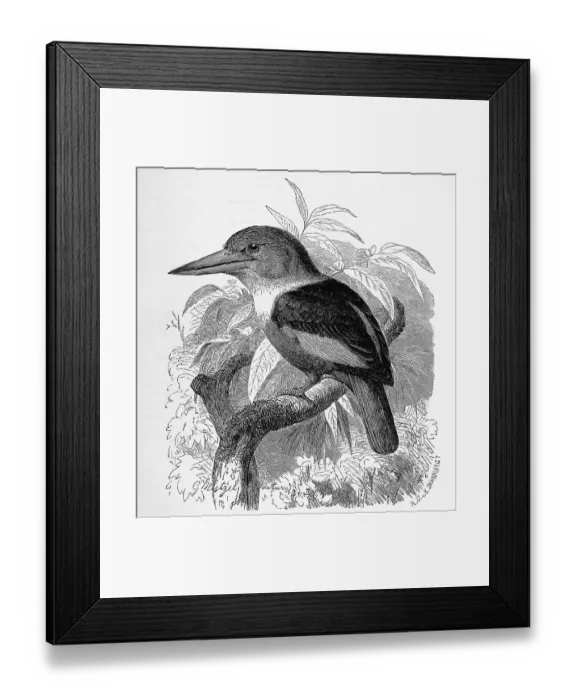 Framed Print : Bird, Haleyon semicoeruleus, Tree Kingfisher Framed Print : Bird, Haleyon semicoeruleus, Tree Kingfisher