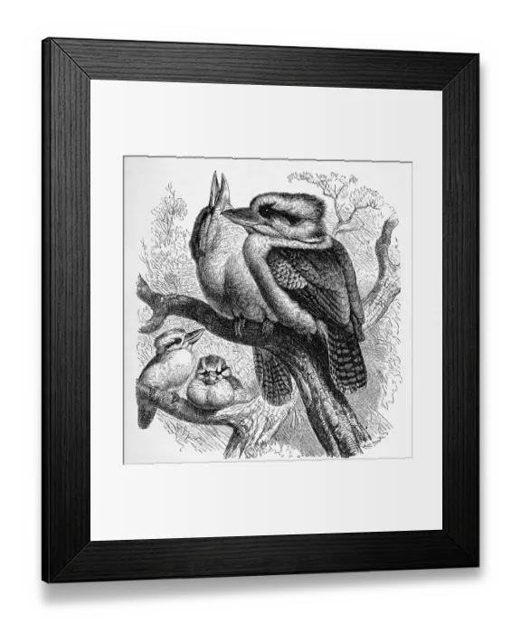 Framed Print : Bird, Hunters Kingfisher or Giant Kingfisher Framed Print : Bird, Hunters Kingfisher or Giant Kingfisher