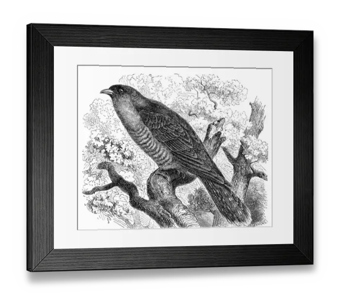 Framed Print : Bird, common cuckoo (Cuculus canorus) belongs to the order of Cuckoo Birds Framed Print : Bird, common cuckoo (Cuculus canorus) belongs to the order of Cuckoo Birds