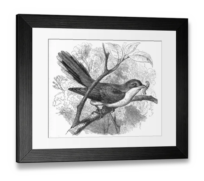 Framed Print : Bird, Rain Cuckoo, Coccygus americanus