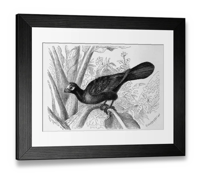 Framed Print : Bird, violet turaco (Musophaga violacea)
