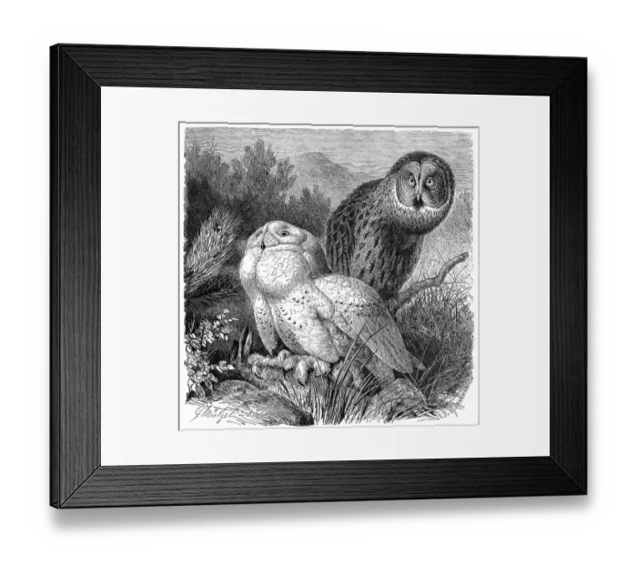Framed Print : Bird, Snowy Owl (Nyctea scandiaca) syn Framed Print : Bird, Snowy Owl (Nyctea scandiaca) syn