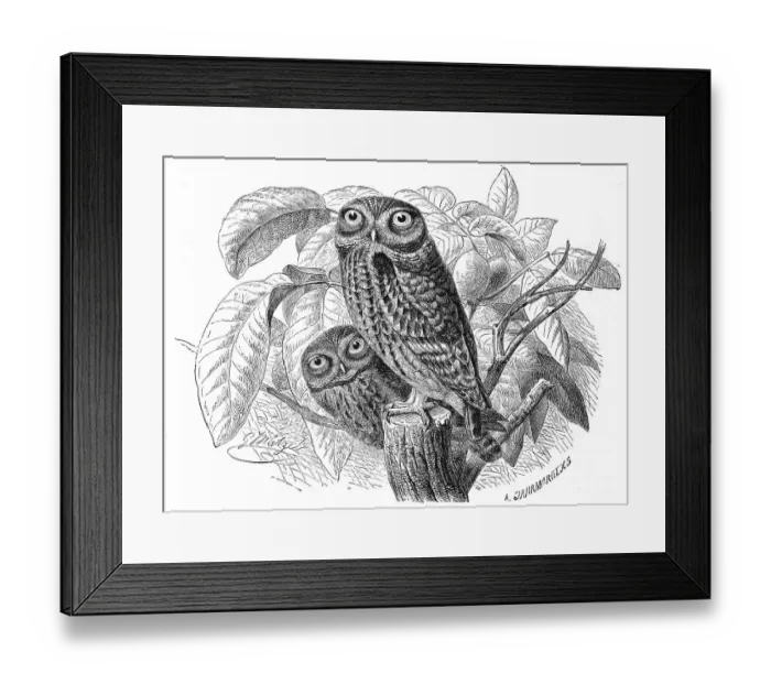 Framed Print : Bird, Little Owl (Athene noctua)