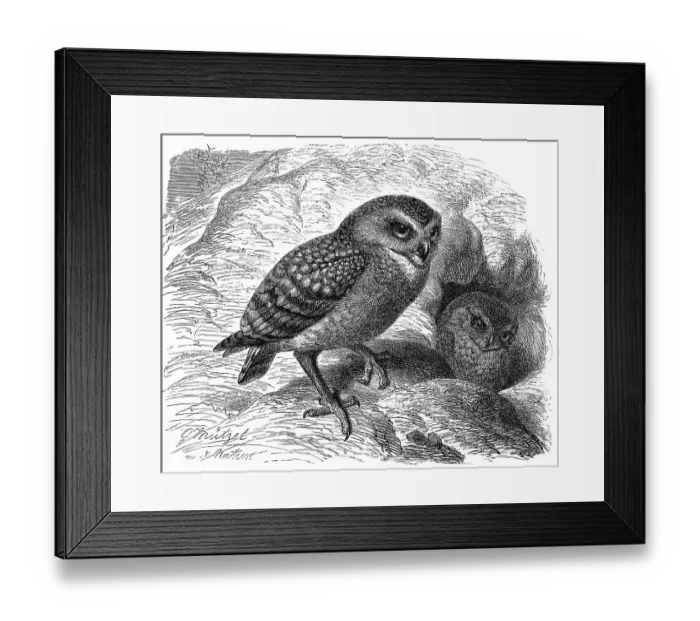 Framed Print : Bird, Burrowing Owl (Athene cunicularia) Framed Print : Bird, Burrowing Owl (Athene cunicularia)