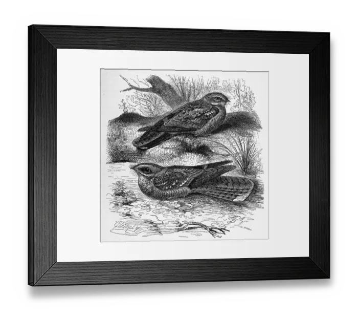 Framed Print : Bird, Nightjar (Caprimulgus centralasicus)
