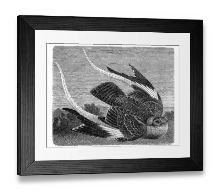 Framed Print : Bird, Flag-winged Nightjar (Caprimulgus vexillarius)
