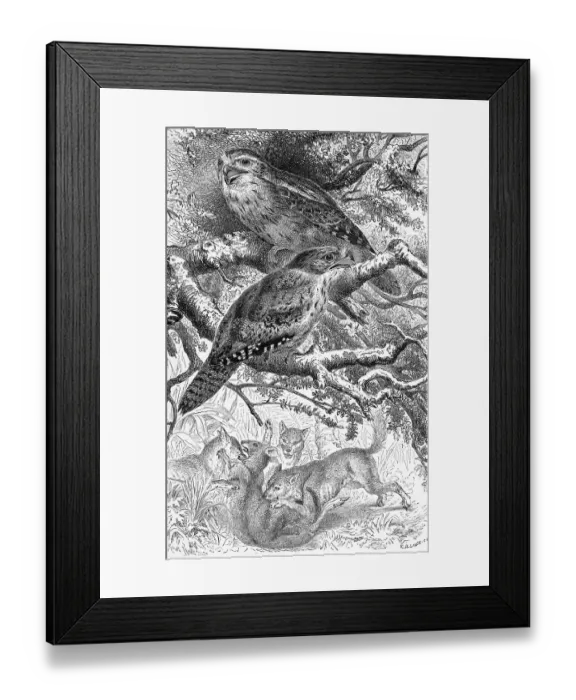 Framed Print : Bird, Giant swallow, tawny frogmouth (Podargus strigoides)