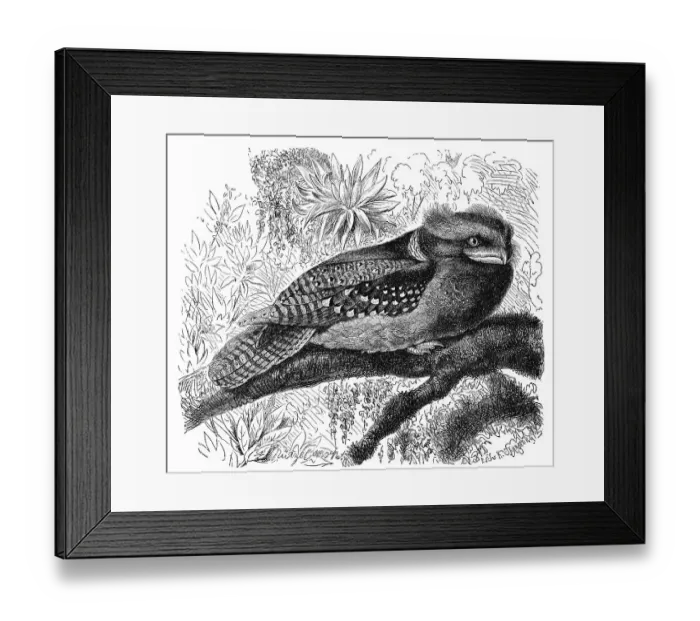 Framed Print : Bird, large frogmouth (Batrachostomus auritus) Framed Print : Bird, large frogmouth (Batrachostomus auritus)
