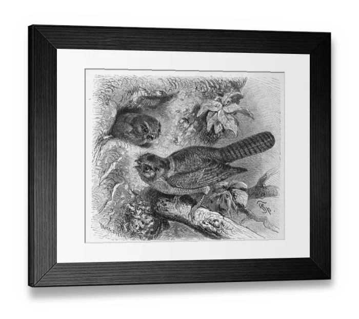 Framed Print : Bird, Veiltail Aegotheles novae-hollandiae