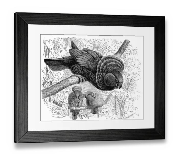 Framed Print : Bird, red-fan parrot (Deroptyus accipitrinus)