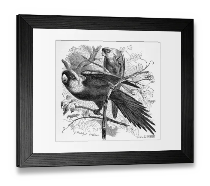 Framed Print : Bird, Carolina Parakeet, Conuropsis carolinensi