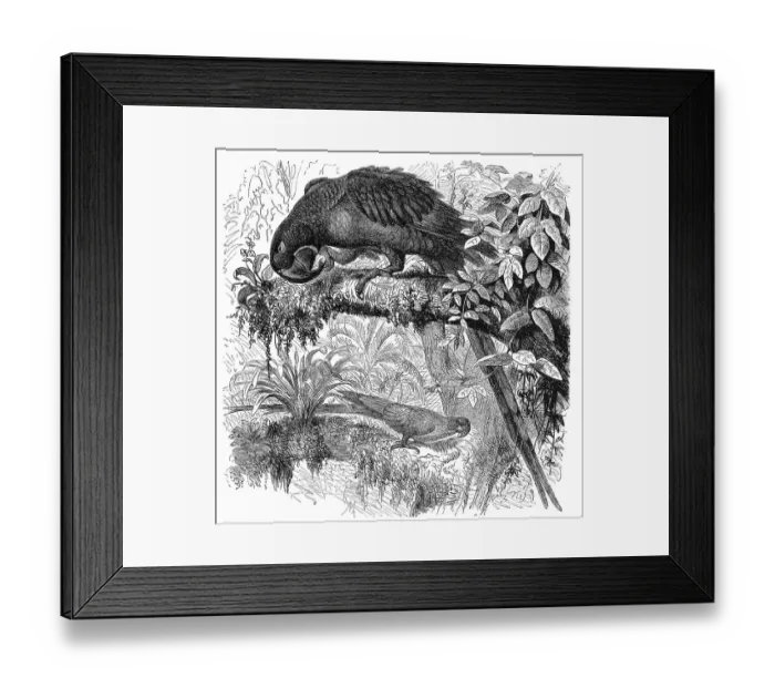 Framed Print : Bird, Hyacintharara, Sittace hyacinthina Framed Print : Bird, Hyacintharara, Sittace hyacinthina