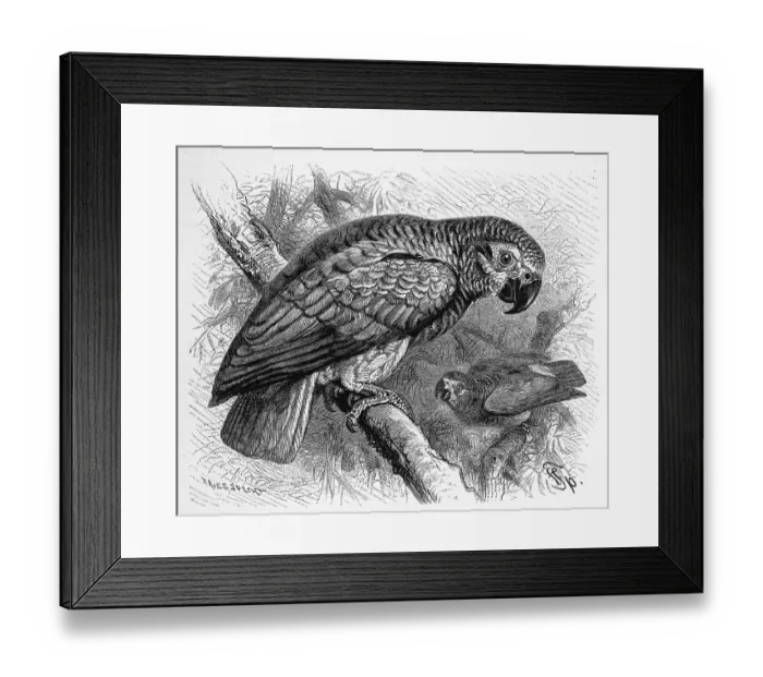 Framed Print : Bird, african grey parrot (Psittacus erithacus) Framed Print : Bird, african grey parrot (Psittacus erithacus)