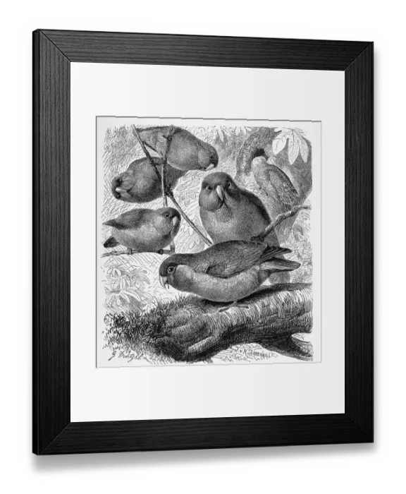 Framed Print : Bird, Rose-headed Parrot, a species of the genus Lovebirds (Agapornis roseicollis)