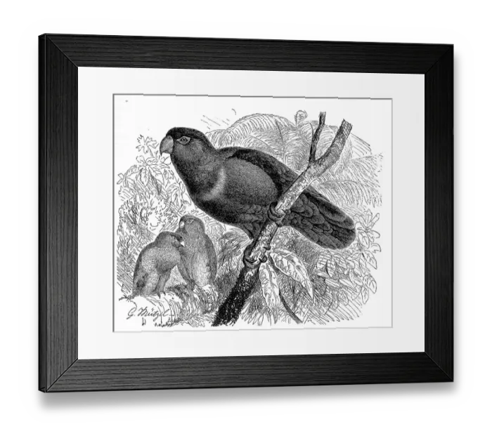 Framed Print : Bird, Archlory (Lorius domicella), syn