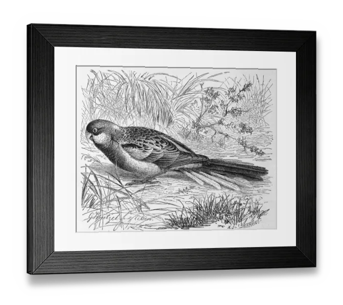 Framed Print : Bird, eastern rosella (Platycercus eximius)