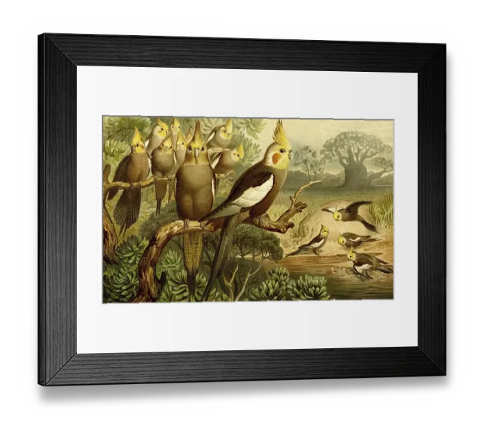 Framed Print : Bird, Cockatiel (Nymphicus hollandicus) Framed Print : Bird, Cockatiel (Nymphicus hollandicus)